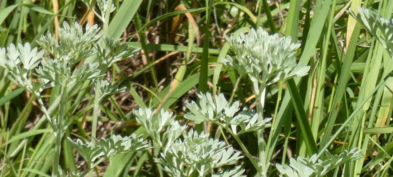 Artemisia absinthium (Asteraceae)