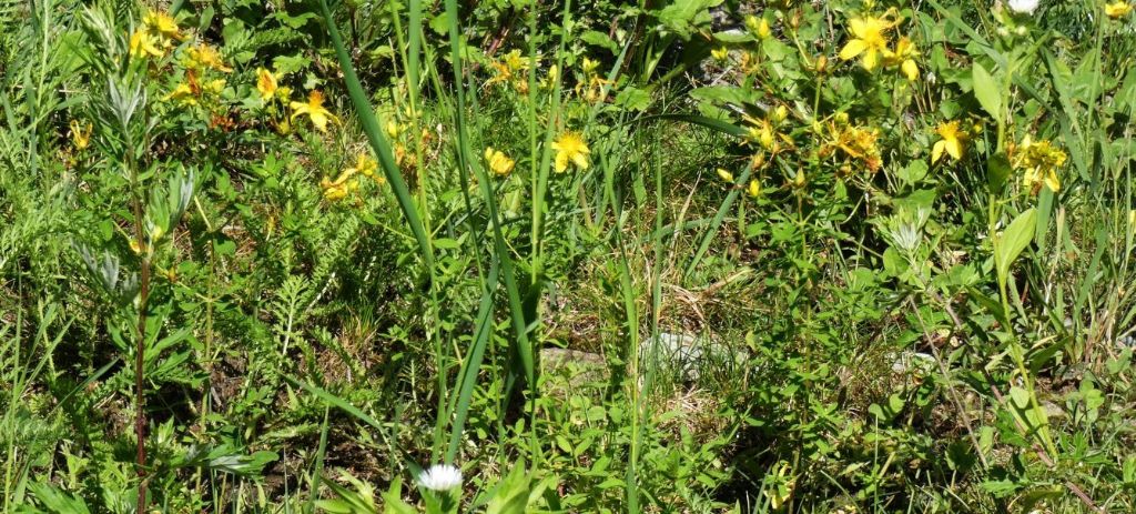 Hypericum perforatum