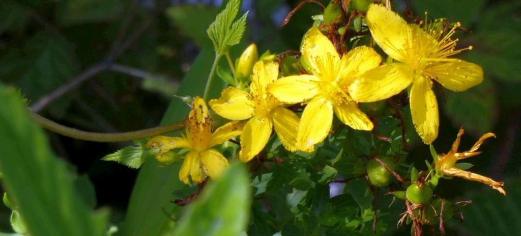 Hypericum perforatum