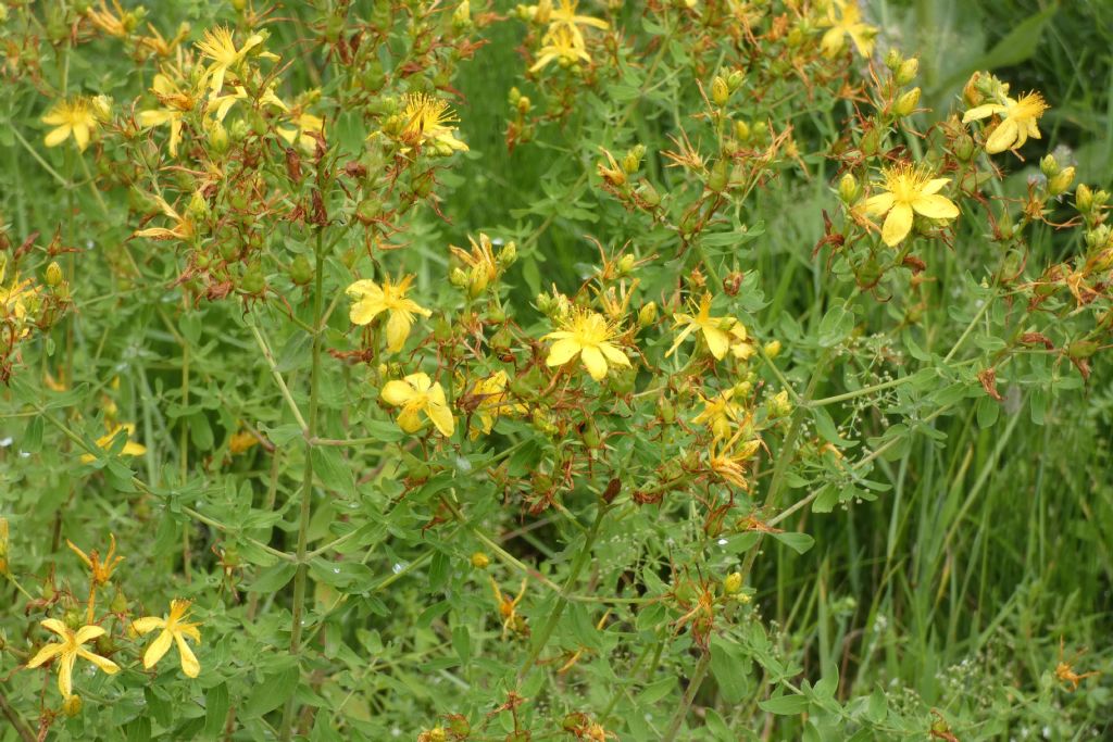 Hypericum perforatum