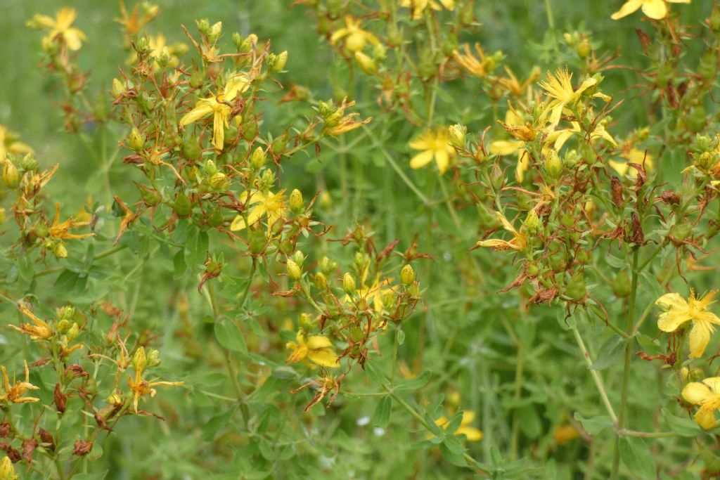 Hypericum perforatum