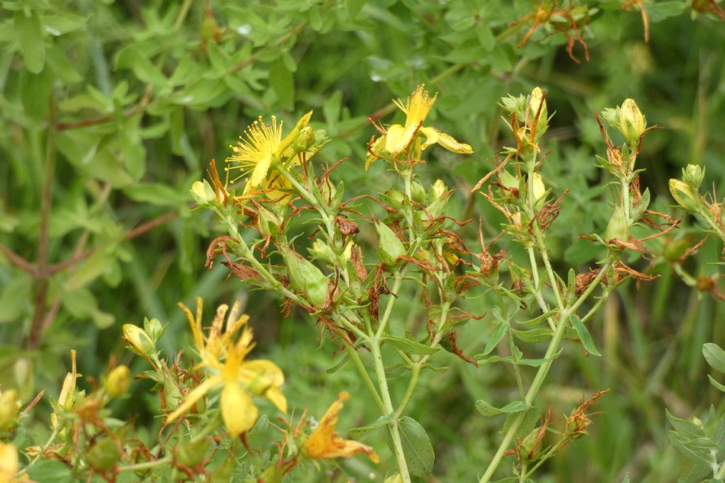 Hypericum perforatum