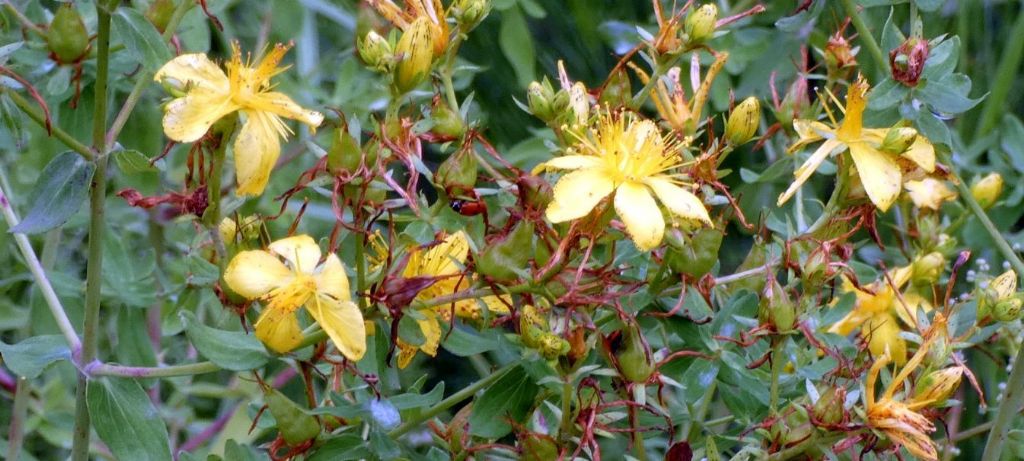 Hypericum perforatum