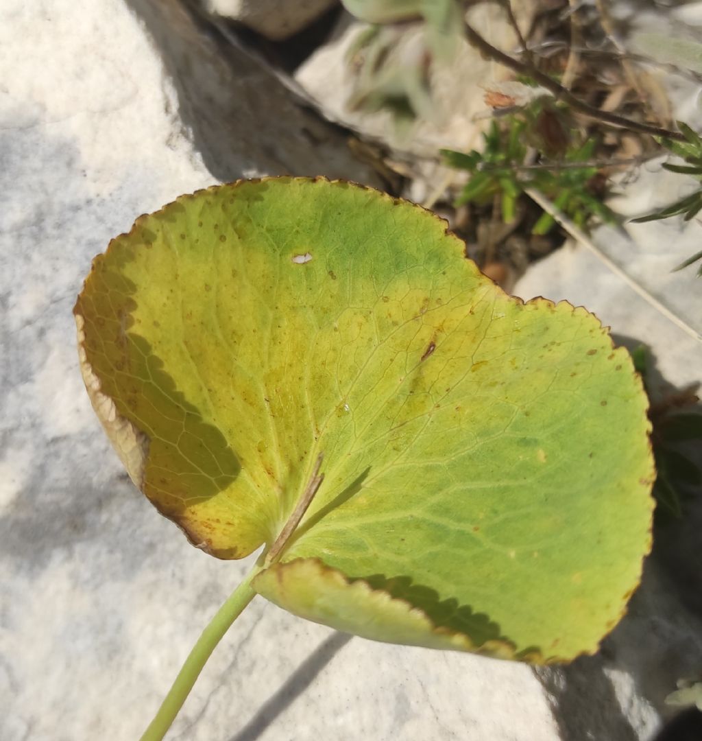 Solo una foglia....Ranunculus thora?  S