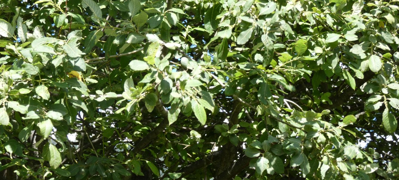 Salix caprea
