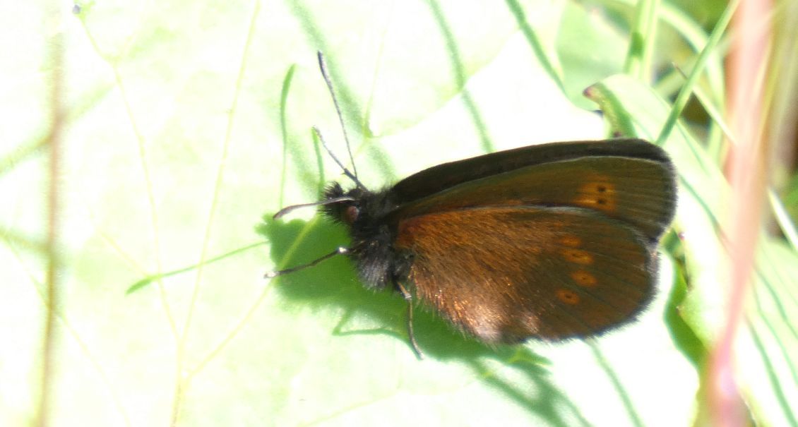Erebia melampus  (Nymphalidae Satyrinae)
