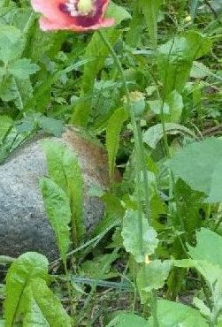 Quale papavero? Papaver glaucum (disseminato casualmente)