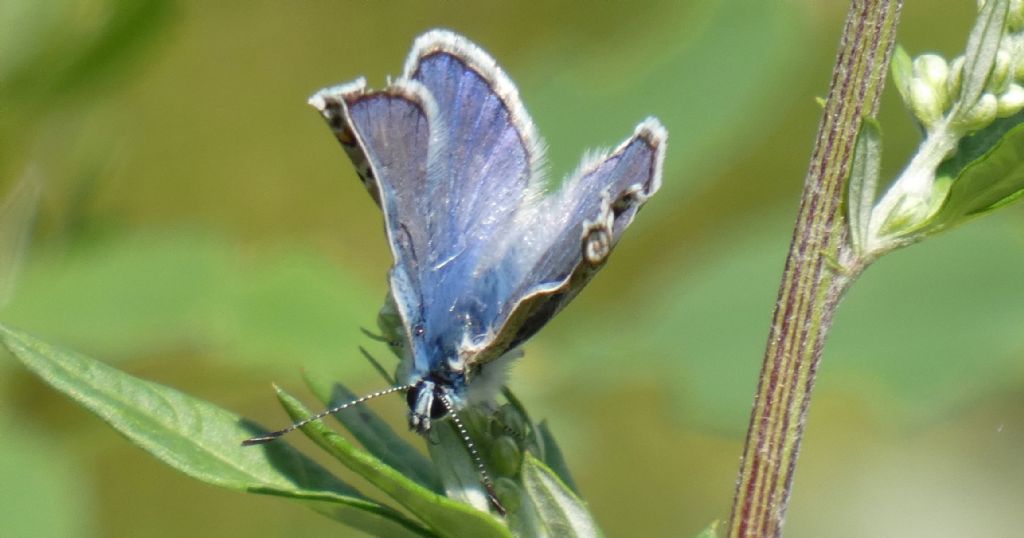 Polyommatus icarus, maschio