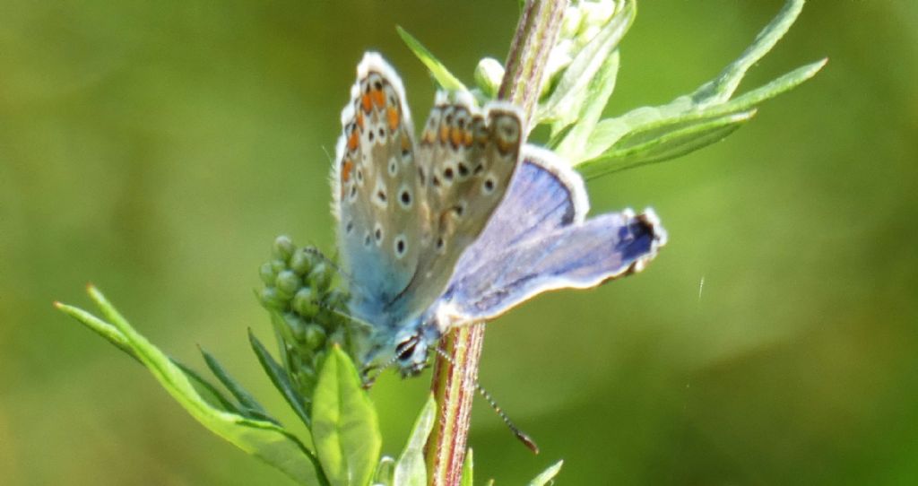 Polyommatus icarus, maschio
