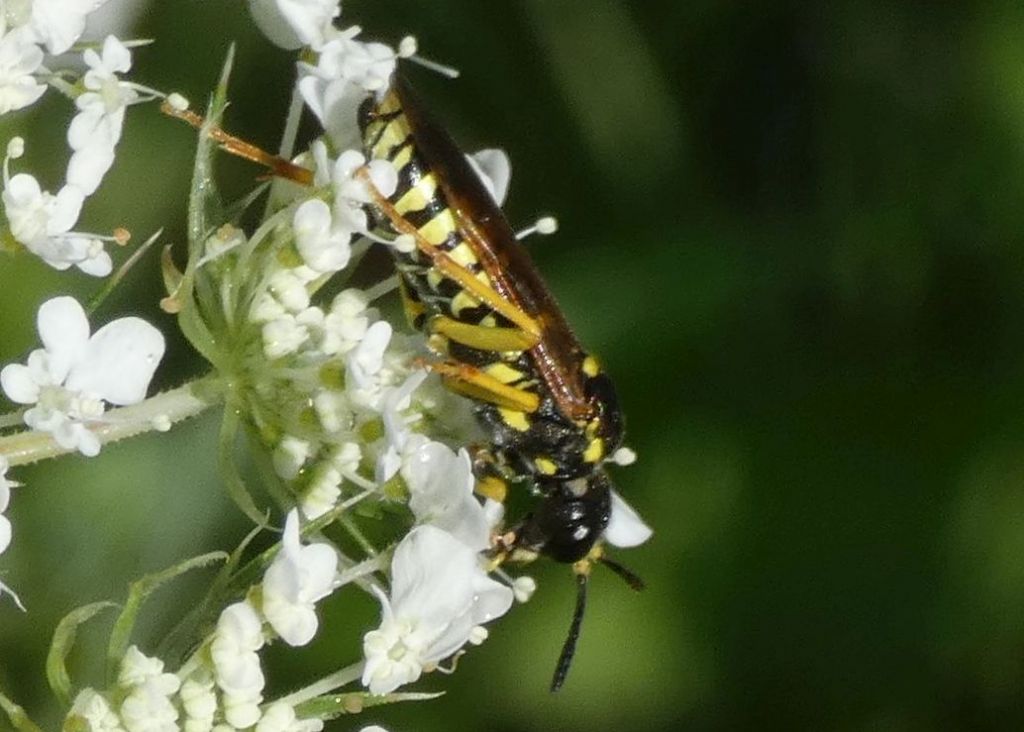 Da id.: Tenthredo sp.