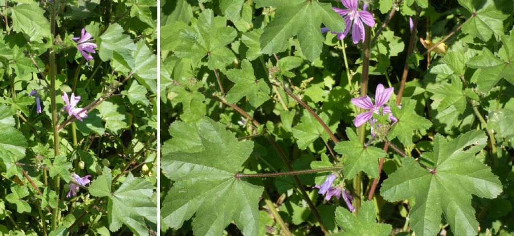 Quale Malva? Malva sylvestris