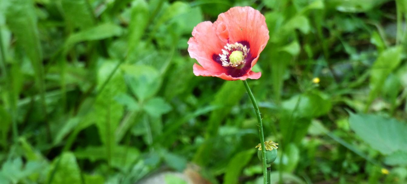 Quale papavero? Papaver glaucum (disseminato casualmente)