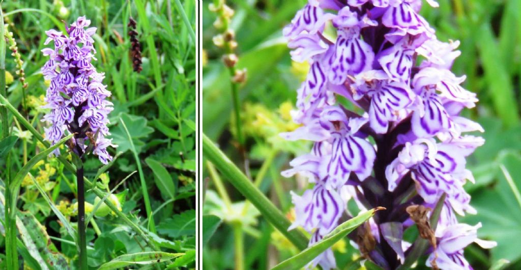 Dactylorhiza fuchsii (= Dactylorhiza maculata subsp. fuchsii)