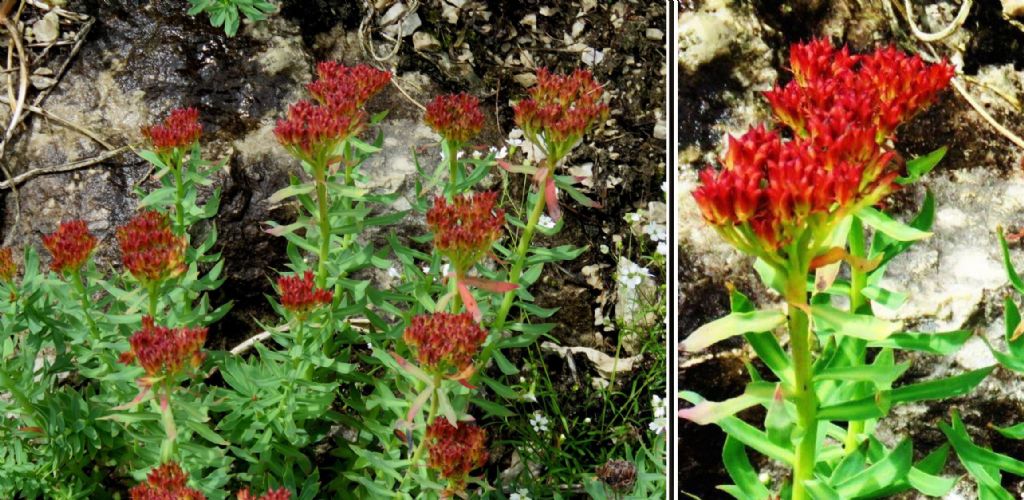 Rhodiola rosea (Crassulaceae)