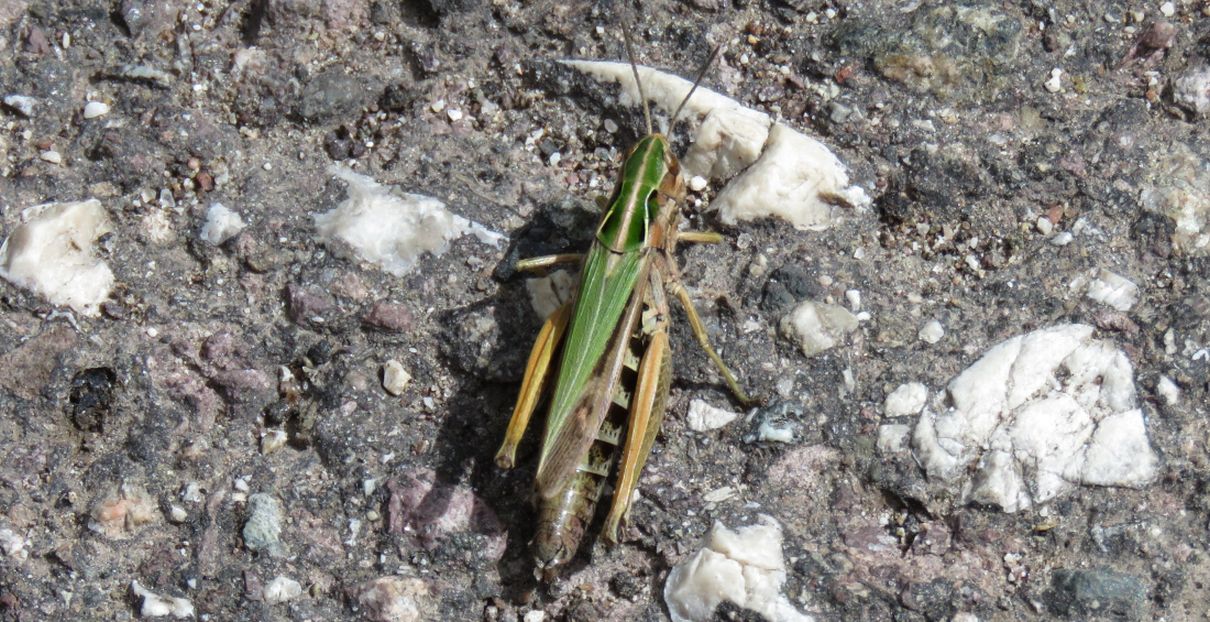 Acrididae: Omocestus viridulus, femmina