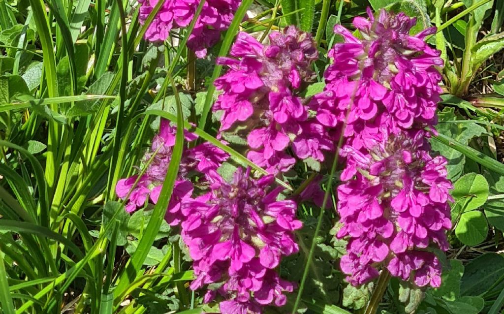 Pedicularis verticillata (Orobanchaceae)