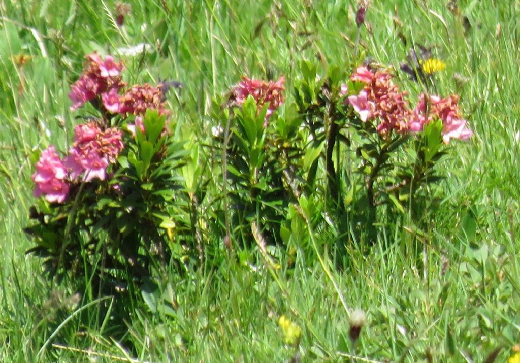 Rhododendron cfr. hirsutum (Ericaceae)