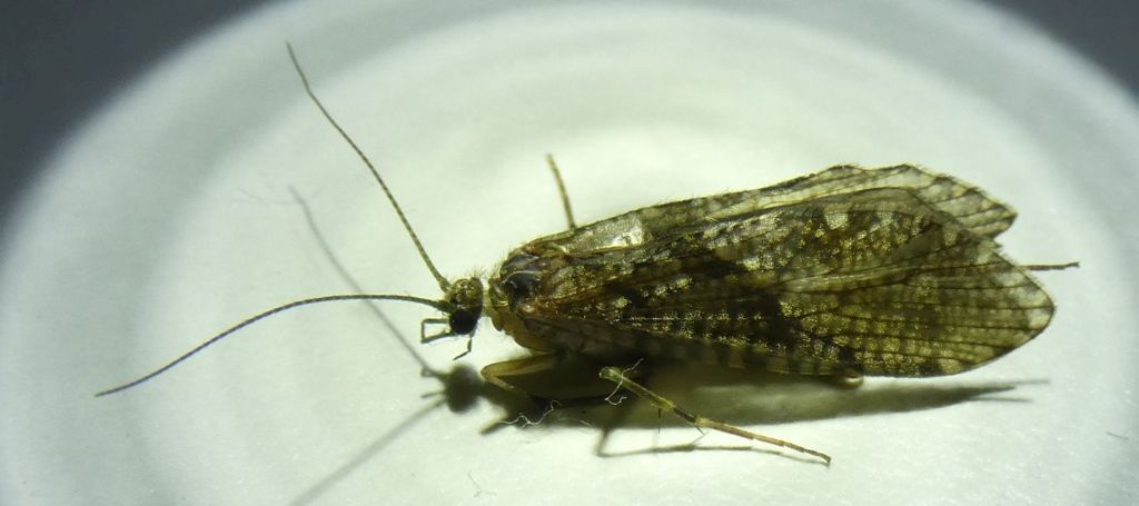 Rhyacophilidae: Rhyacophila sp.