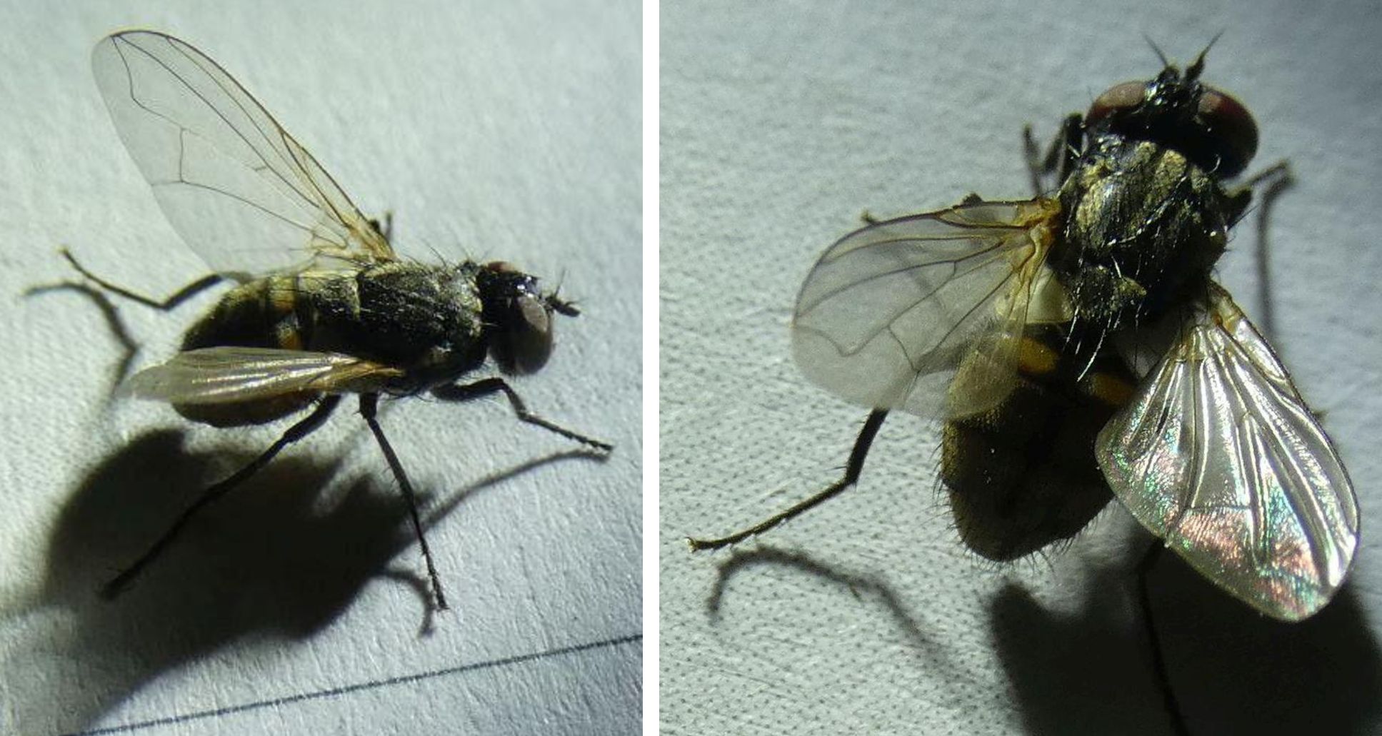 Muscidae da id.