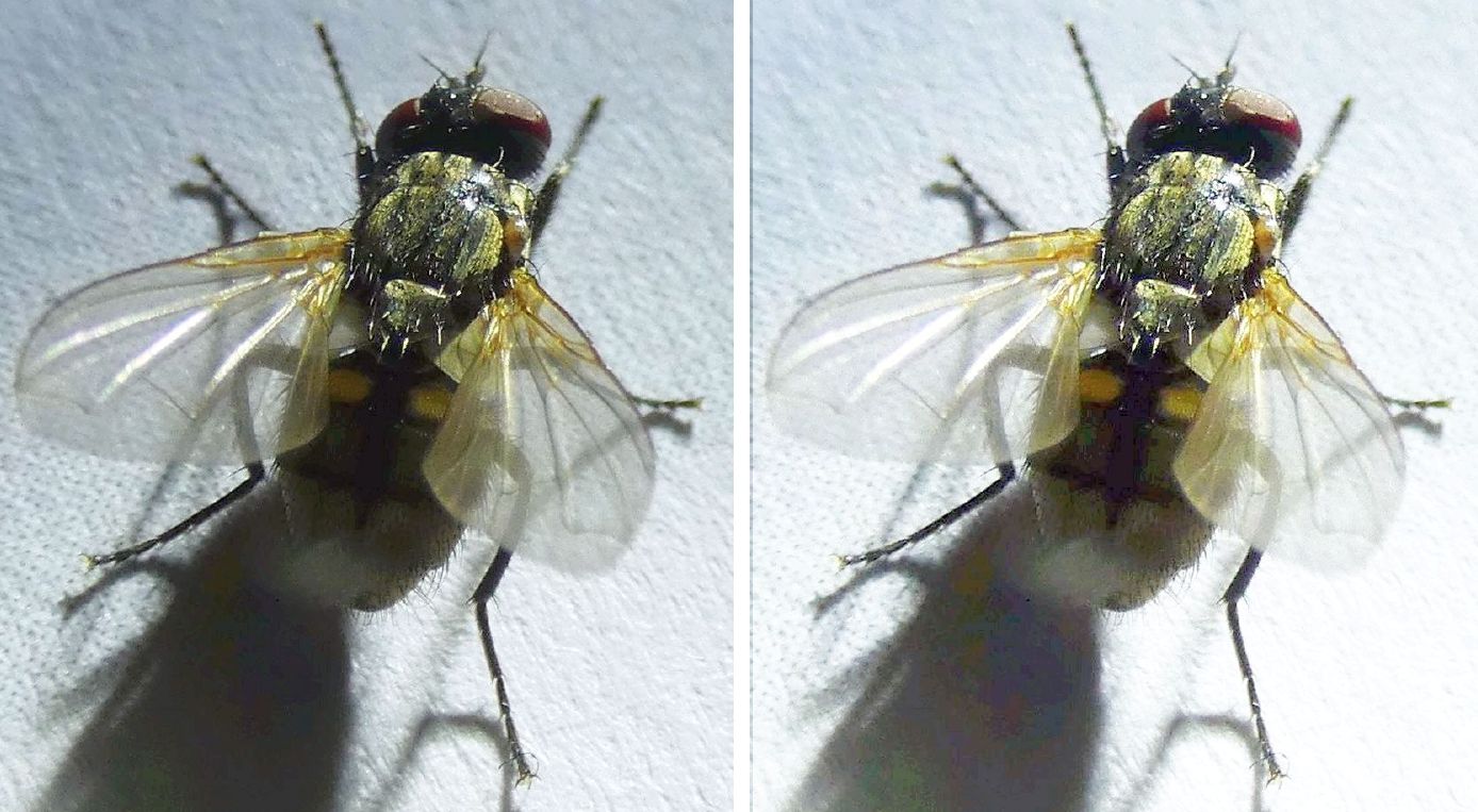 Muscidae da id.