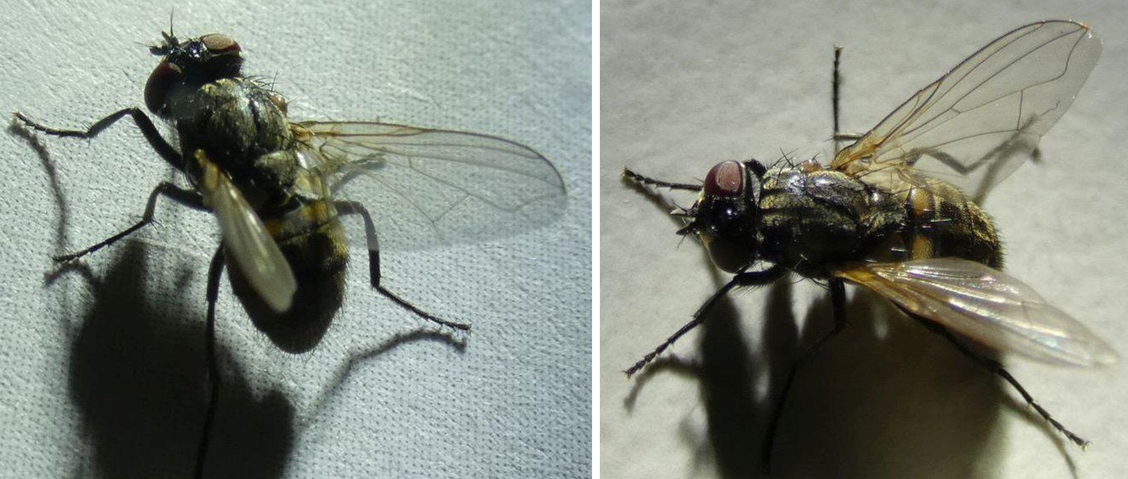 Muscidae da id.
