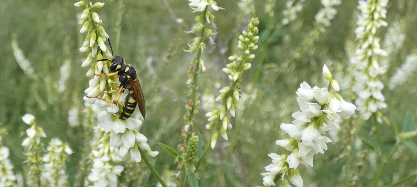 Crabronidae: maschio di Cerceris arenaria