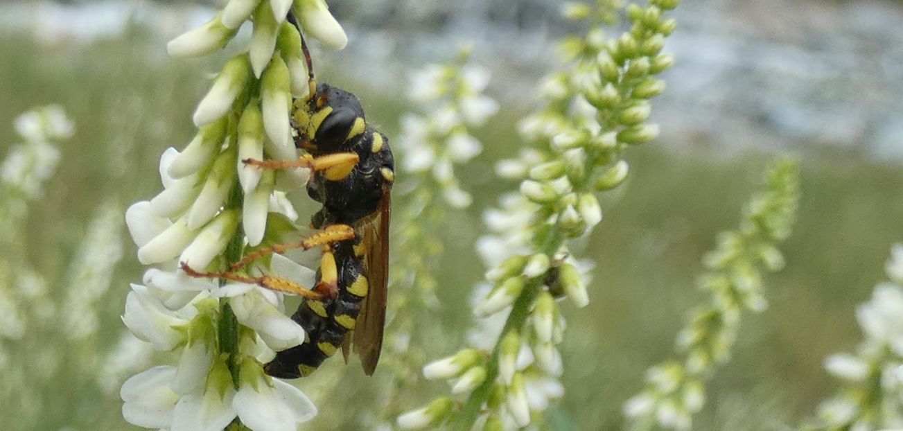 Crabronidae: maschio di Cerceris arenaria
