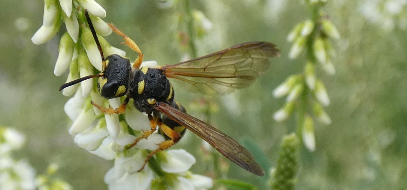 Crabronidae: maschio di Cerceris arenaria