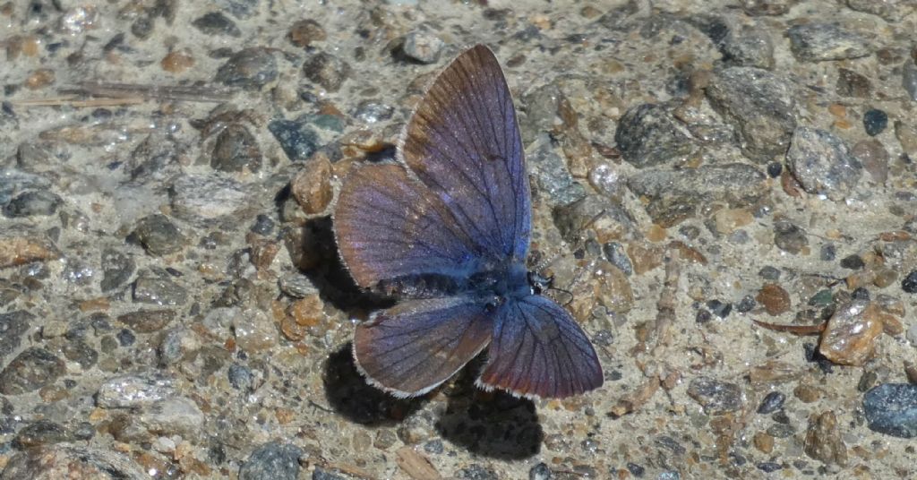 Lycaenidae :  Cyaniris semiargus