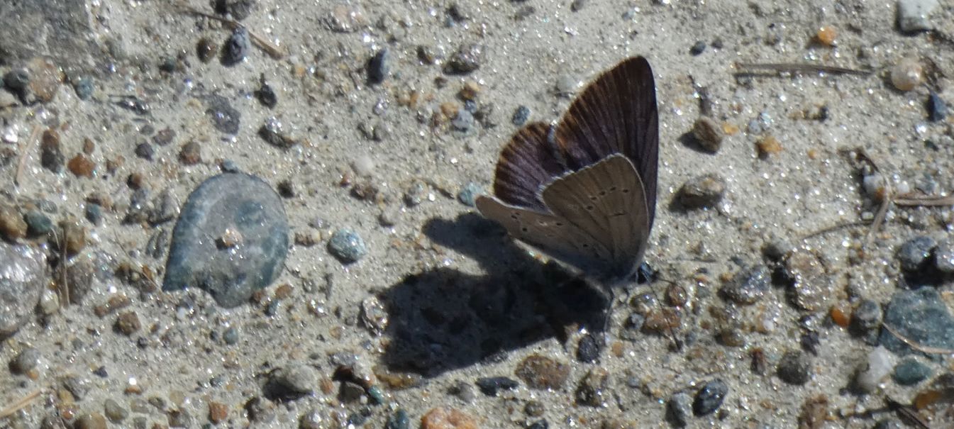 Lycaenidae :  Cyaniris semiargus