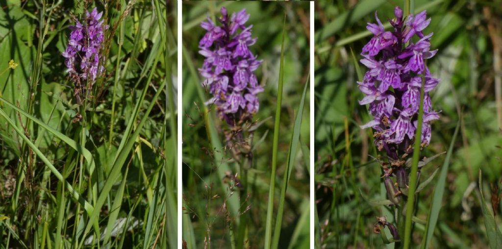 Dactylorhiza fuchsii
