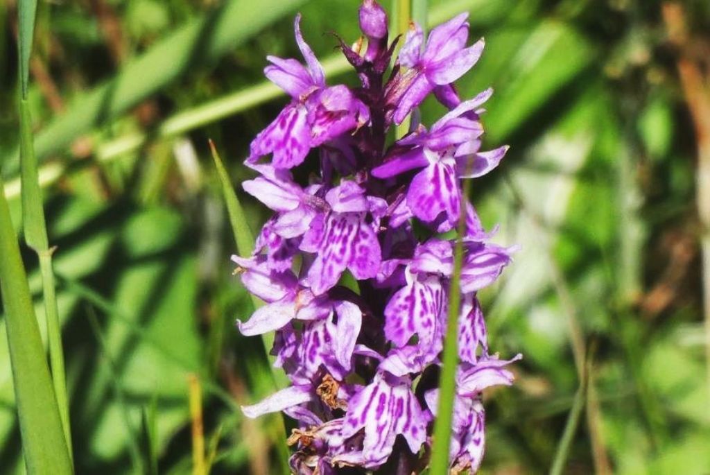 Dactylorhiza fuchsii