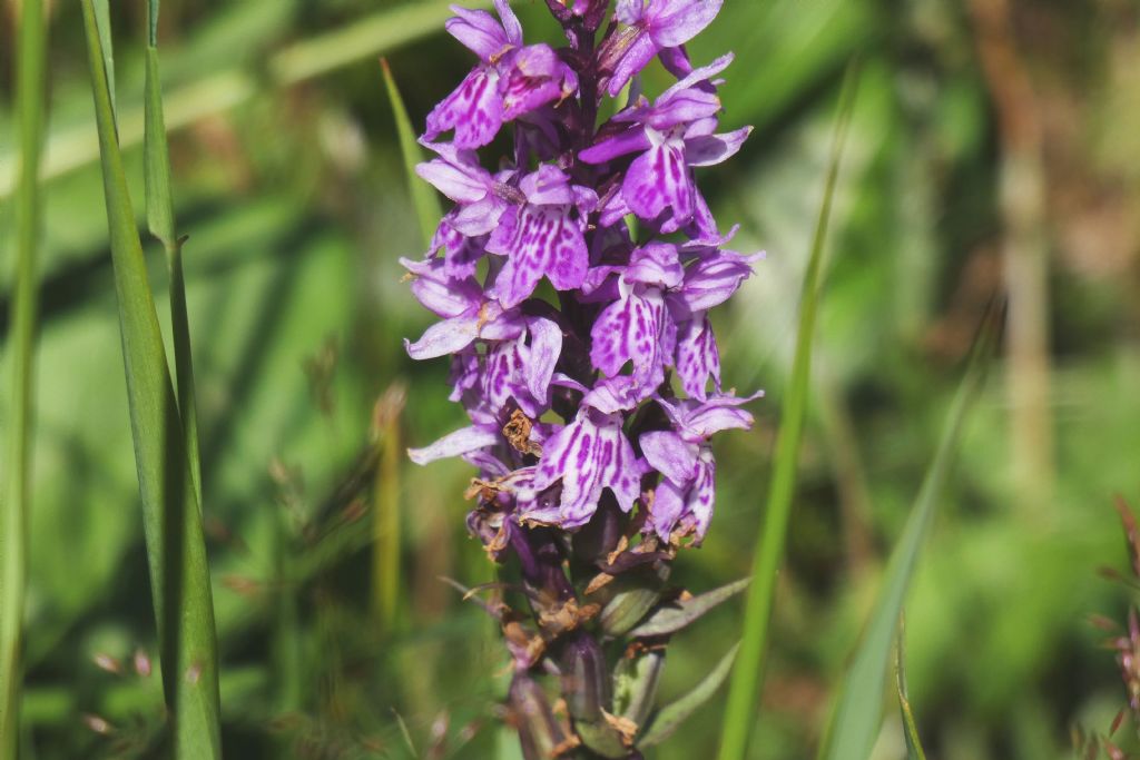 Dactylorhiza fuchsii