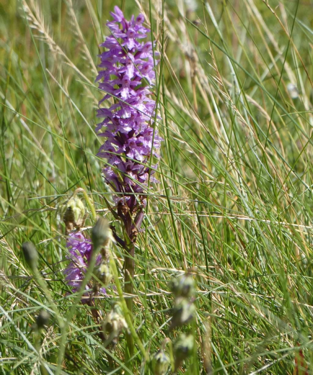 Dactylorhiza fuchsii