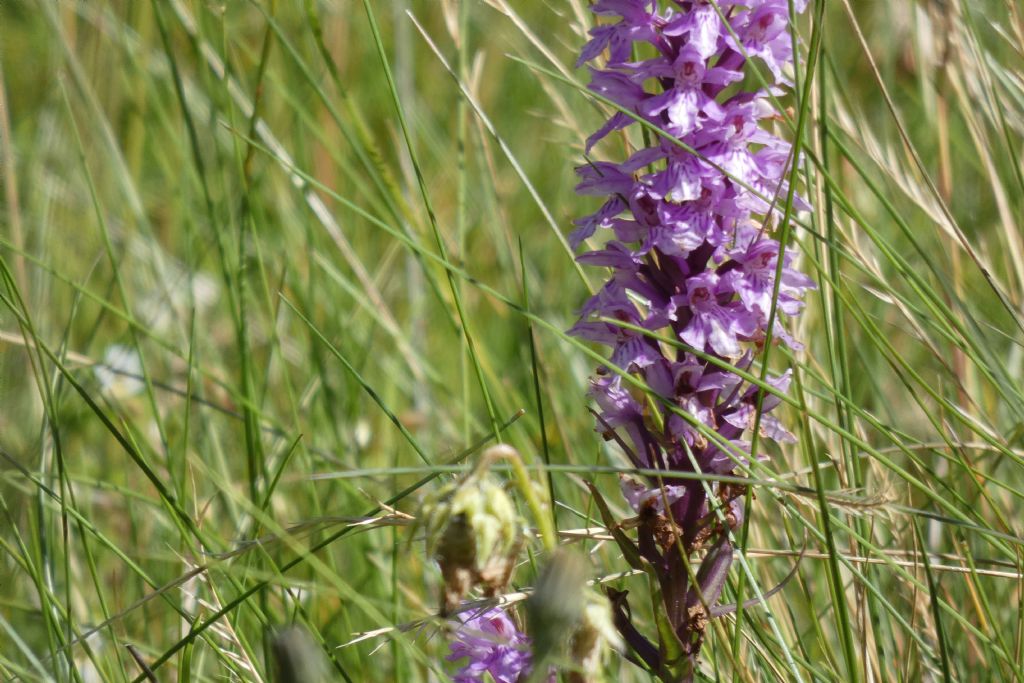 Dactylorhiza fuchsii