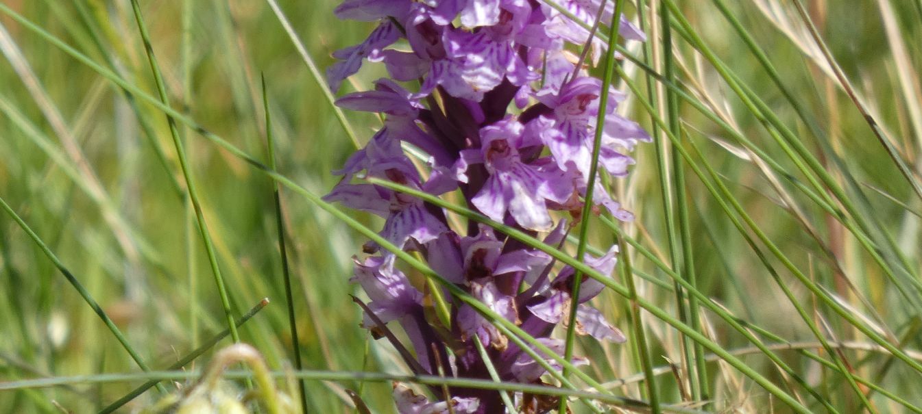 Dactylorhiza fuchsii