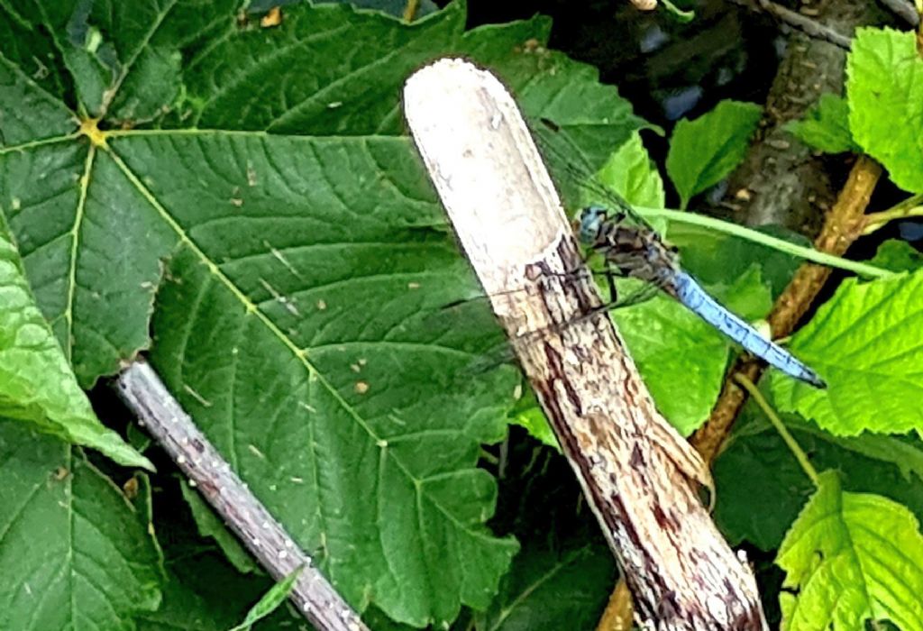 Orthetrum coerulescens