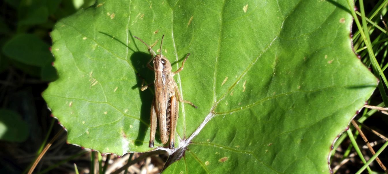 Acrididae: Pseudochorthippus parallelus, femmina