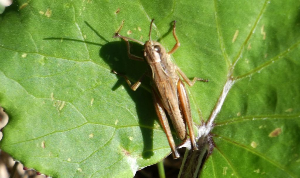 Acrididae: Pseudochorthippus parallelus, femmina