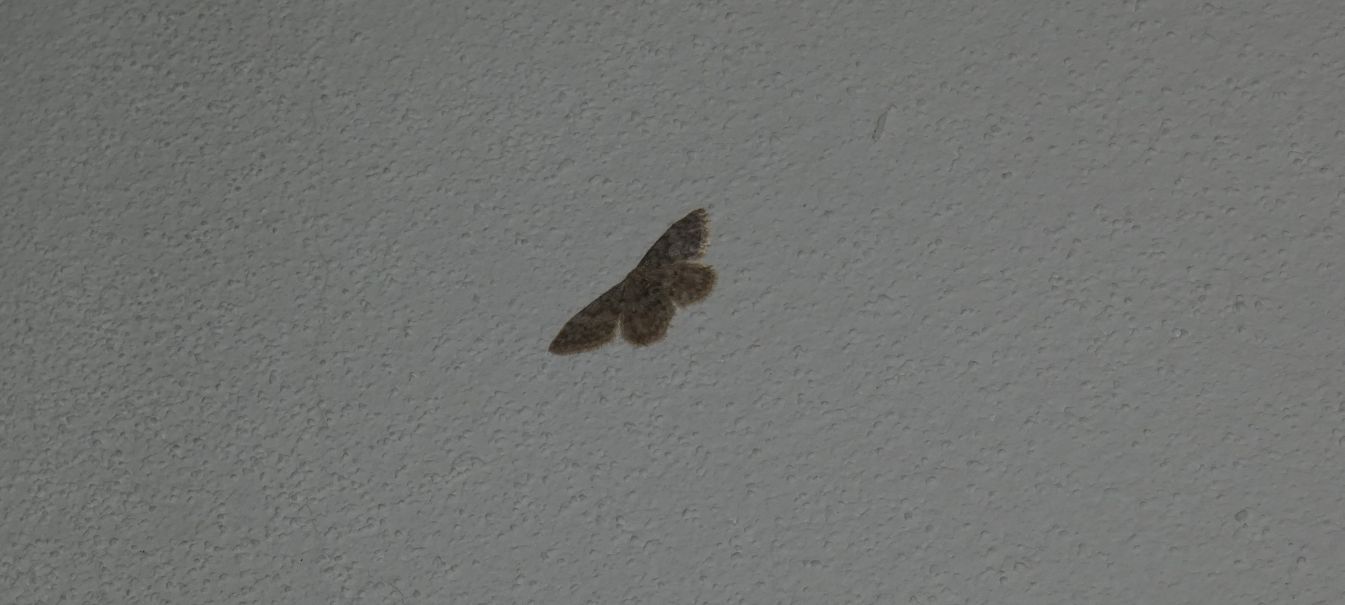 Geometridae: Scopula confinaria prouti