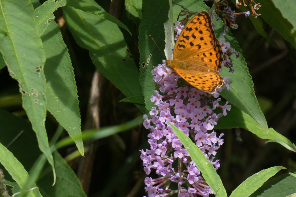 Argynnis aglaja? No, Fabriciana adippe, femmina