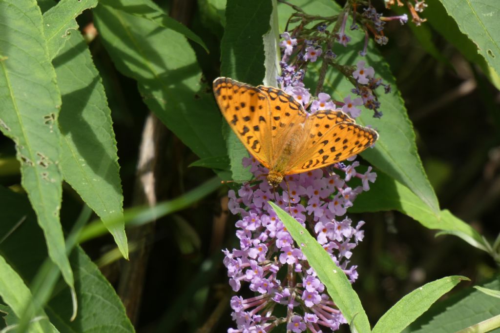 Argynnis aglaja? No, Fabriciana adippe, femmina
