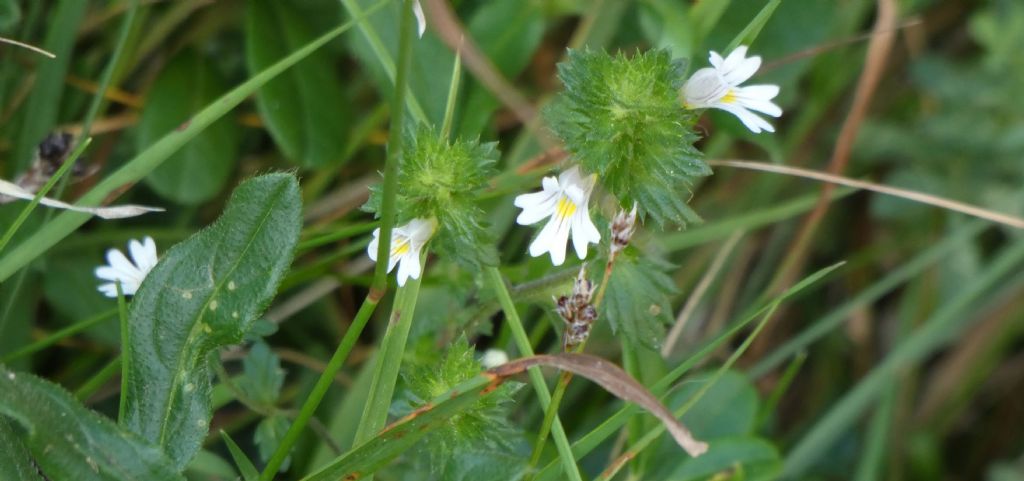 Quale Euphrasia ?... Euphrasia sp.