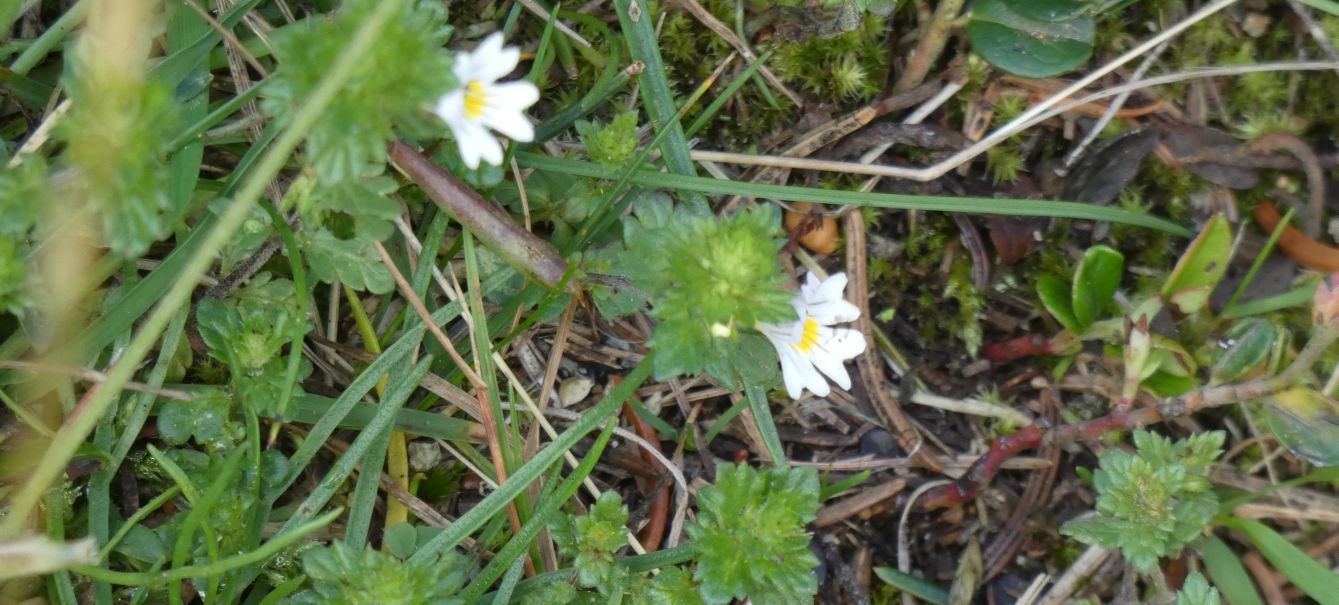 Quale Euphrasia ?... Euphrasia sp.