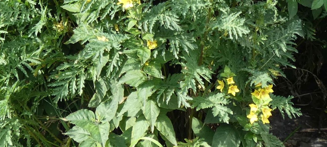 Lysimachia punctata (Primulaceae)