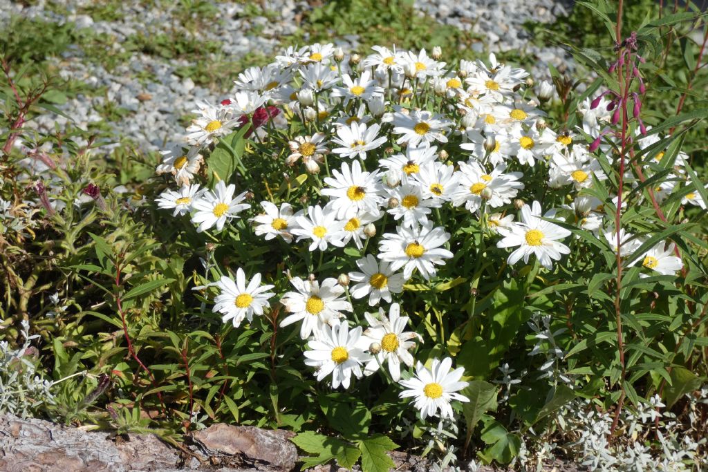 Asteraceae: Leucanthemum sp.  (gr. vulgaris)