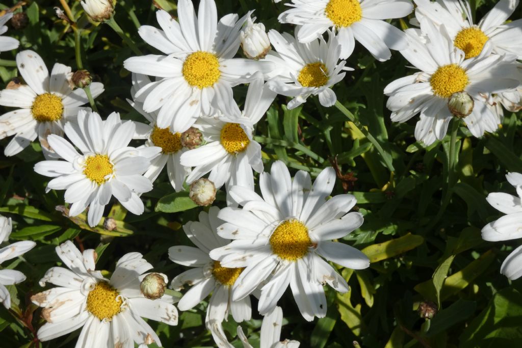 Asteraceae: Leucanthemum sp.  (gr. vulgaris)