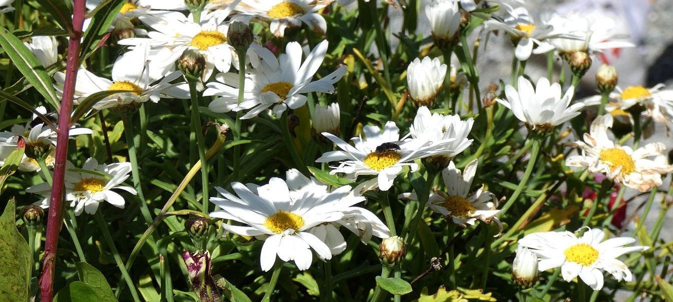 Asteraceae: Leucanthemum sp.  (gr. vulgaris)
