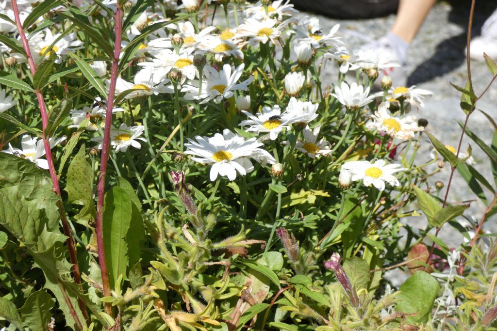 Asteraceae: Leucanthemum sp.  (gr. vulgaris)