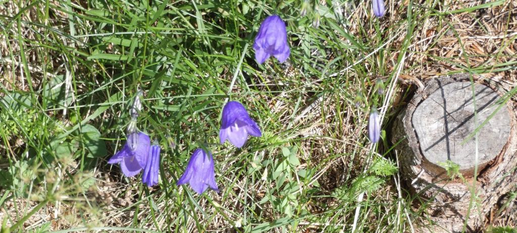 Campanula sp.... cfr. rotundifolia